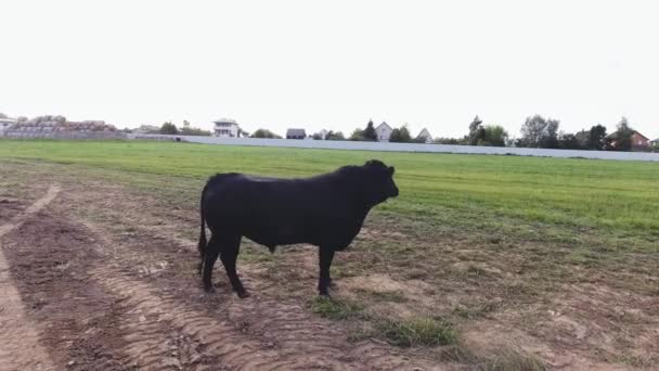 Großer schwarzer Bulle steht auf dem Boden der eingezäunten Weide modernen Ackerlandes. — Stockvideo
