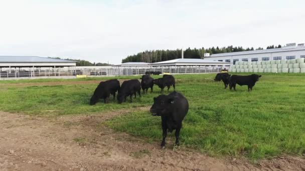 Herde schwarzer Bullen streift auf grüner, eingezäunter Weide auf modernem Ackerland. — Stockvideo