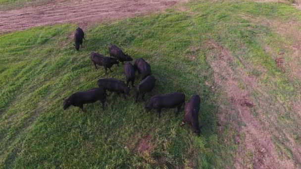 Besättningen av stora svarta tjurar och kor roaming på bete med färskt grönt gräs. — Stockvideo
