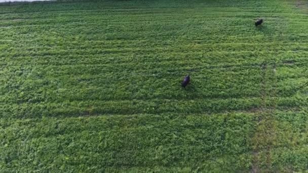 カメラが つ大きな健康的なアクティブな黒牛大きな牧草地に自由にローミングと暖かい晴れた日に長く新鮮な青草を食べることを示しています — ストック動画