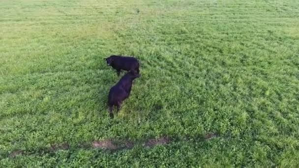 Kamera zeigt zwei schwarze Bullen, die auf einer Weide mit frischem grünen Gras umherstreifen. — Stockvideo