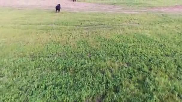 Flyg över Djurfarmen med tjurar roaming på inhägnad betesmark och korna i Hagen — Stockvideo