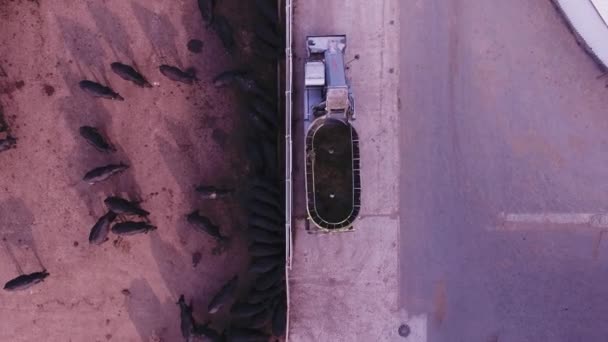 Vue du dessus des taureaux noirs et des vaches se nourrissent via la technique automatique moderne dans la ferme — Video