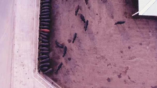 Αλιεύματα κάμερα drone σίτιση διαδικασία μαύρο βοοειδών σε μεγάλο μαντρί στο αγρόκτημα — Αρχείο Βίντεο