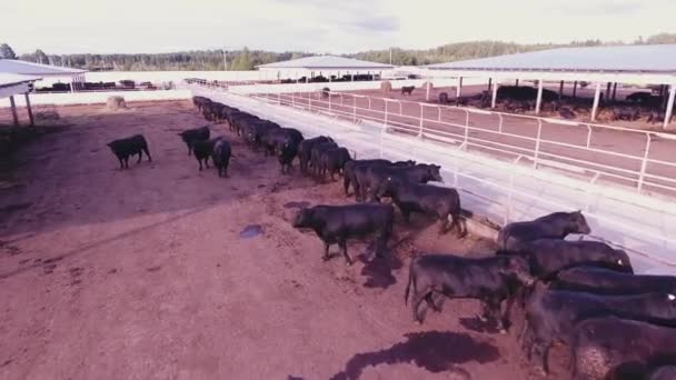 Luchtfoto van koeien en stieren zwerven in groot omheind buitenbakken in dierlijke landbouwgrond. — Stockvideo