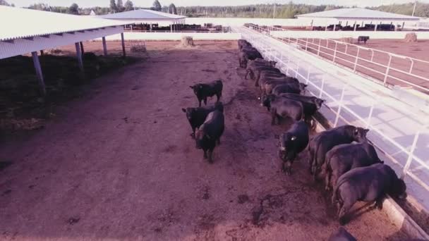 Démonstration de vaches et de taureaux errant dans de grands corrals clôturés dans une ferme animale . — Video