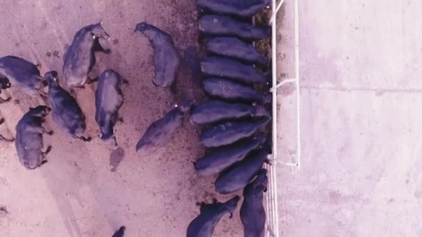 Cámara Quadcopter muestra proceso de alimentación de ganado negro en corral grande en la granja — Vídeos de Stock