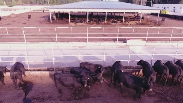 Massive black livestock is roaming in large fenced corrals in animal farm. — Stock Video