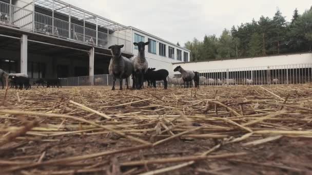 Grandes corrales vallados con manada de ovejas grises y corderos negros — Vídeos de Stock