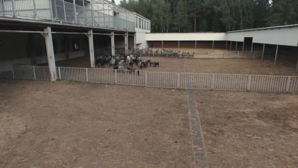 飞行在被围栏的畜栏与成群漫游灰色羊和黑羊羔 — 图库视频影像