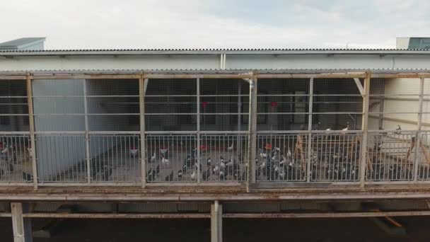 Grote moderne grijze kippenhok gebouwd recht boven de kraal voor schapen en lammeren — Stockvideo