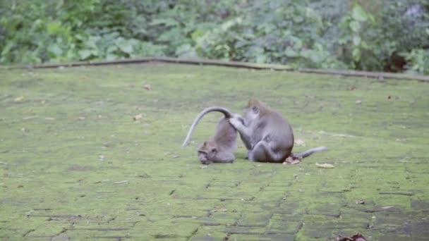 У парку, оточеному зеленим кущем, одна маленька довга хвоста мавпа дарує іншу — стокове відео
