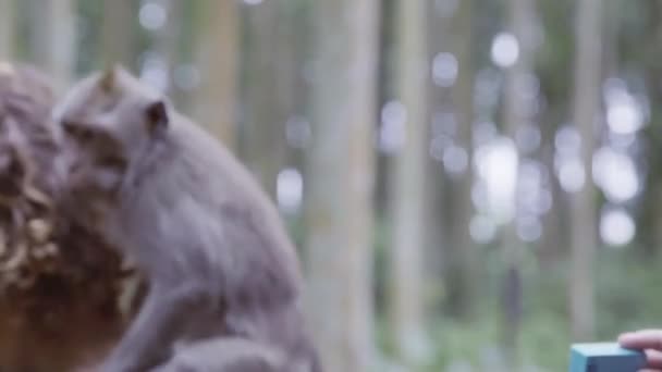 Porträt eines netten jungen Mannes mit langen lockigen Haaren und einem Affen auf seinen Schultern — Stockvideo