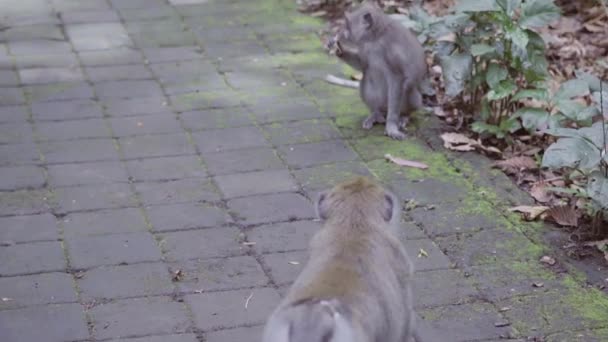 Due ragazzi e una ragazza camminano sul sentiero nel parco asiatico e passano accanto alle scimmie — Video Stock