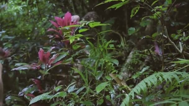 Cute man with wet hair and swim vest goes up on hill among tropical bushes. — Stock Video