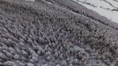 Drone kamera güzel buzlu ahşap büyük karla kaplı çam ağaçları ile üzerinde sinekler.