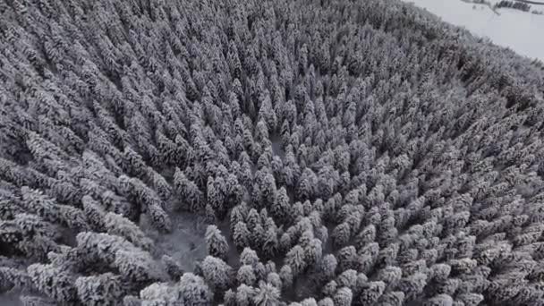 Beau paysage hivernal de bois givrés avec des pins enneigés . — Video