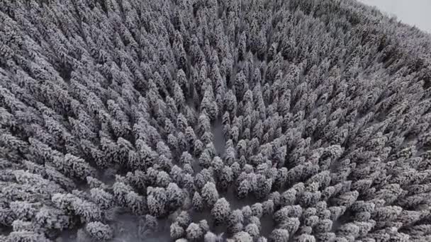 Wunderbare Winterlandschaft aus gefrorenen Wäldern mit schneebedeckten Kiefern. — Stockvideo