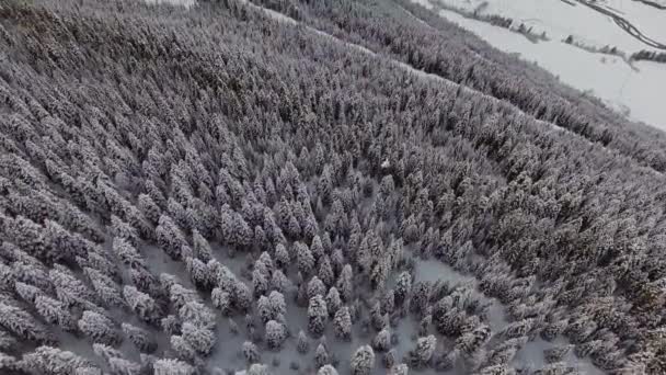 Drone camera flies over beautiful frosted wood with big snow covered pine trees. — Stock Video