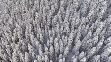 Drone kamera büyük karla kaplı çam ağaçları ile unutulmaz kış orman üzerinde sinekler.