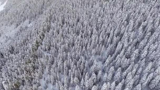 Drone fotocamera vola sopra legno glassato inverno con grandi alberi di pino innevati . — Video Stock