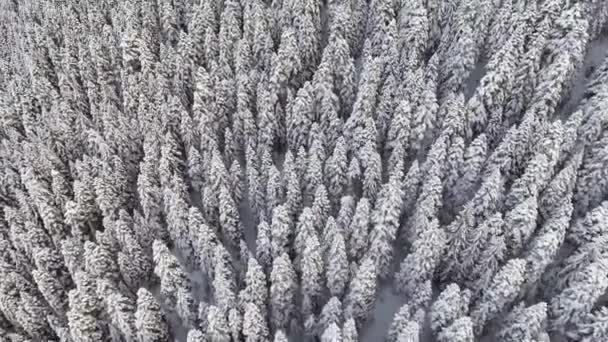 Cámara de drones vuela sobre inolvidables bosques de invierno con grandes pinos cubiertos de nieve . — Vídeos de Stock