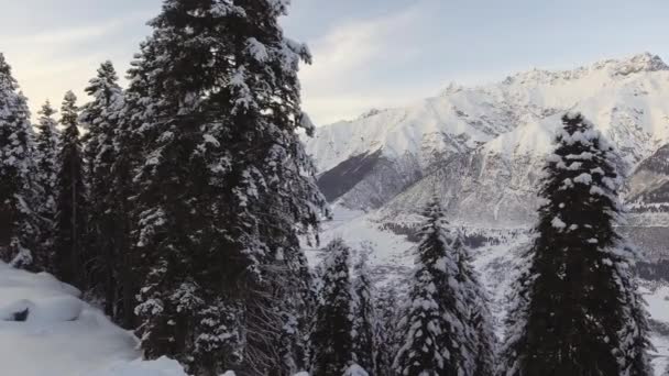 Vackra vinterlandskap av frost skogar med pinjeträd och vackra bergen — Stockvideo