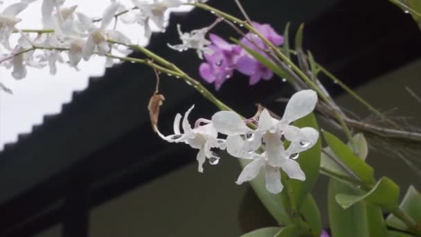 Wind blows to stalk with many white and violet flowers covered with raindrops — Stock Video