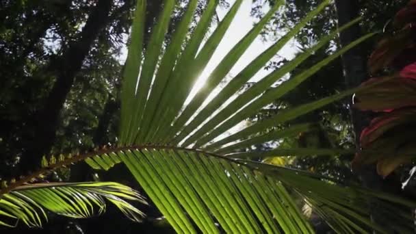 Vista del verde bosque tropical con haz de sol atravesando hojas de palmera . — Vídeo de stock