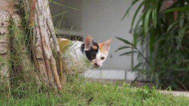 Sarı ve siyah kürk ile yavru kedi çimenlerin üzerinde duruyor ve merakla ağaçtan görünüyor