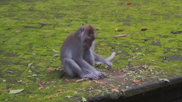 Szary małpa siedzi na Omszały podłoża betonowe i zbiera suchych liści i kije. — Wideo stockowe