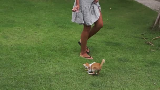 Молодая милая женщина активно играет с двумя котятами на газоне в летний день — стоковое видео