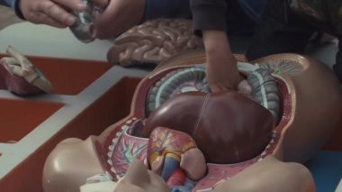 Saint Petersburg, Rusya Federasyonu - 24 Haziran 2017: Küçük çocuk büfe adamla insan vücudu bağırsak modeli birleştirir
