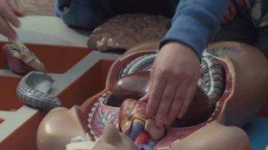 İnsanı insan anatomisi modeli kutusuna yerleştirilen plastik organ parçaları bir araya.