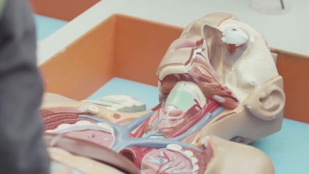 Menschen, die mit Plastikstücken des menschlichen Anatomie-Modells arbeiten, die in eine Schachtel gelegt werden. — Stockvideo