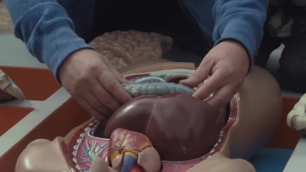 Mans hands put together pieces of plastic human anatomy model placed in box. — Stock Video