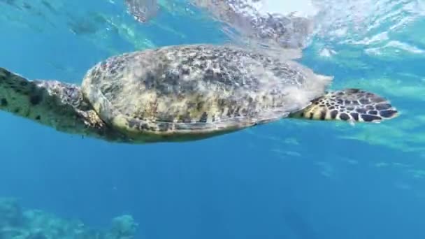 Big beautiful sea turtle slowly swimming in clear blue ocean water on sunny day. — Stock Video