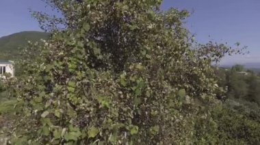 Görünümü yaz tepelerde ve sallayarak ağacında bir yerde yeşil vadi evleri ile