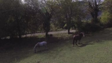 Büyük atlar serbestçe büyük yeşil çimenli mera otlatma Quadcopter gösterir.