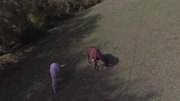 Drone montre des chevaux broutant librement dans un grand pâturage herbeux vert en Abkhazie — Video