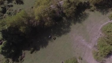 Güzel atlar görünümünü serbestçe büyük yeşil çimenli mera otlatma.