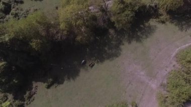 Güzel atlar üstten görünüm serbestçe büyük yeşil çimenli mera otlatma.