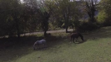 Güzel bigh sağlıklı atlar serbestçe büyük yeşil çimenli mera otlatma.