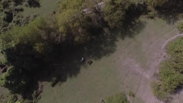 Drone muestra hermosos caballos están pastando libremente en grandes pastos verdes . — Vídeo de stock