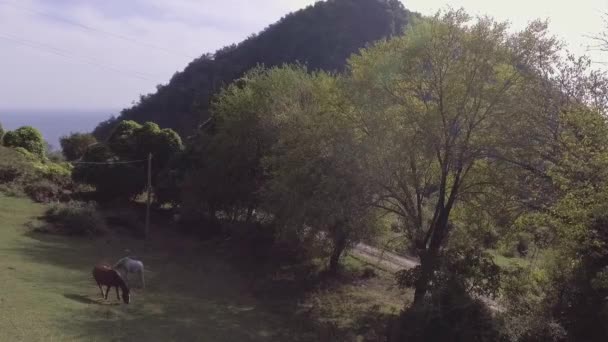Vue aérienne de beaux chevaux paissent librement dans un grand pâturage herbeux vert — Video
