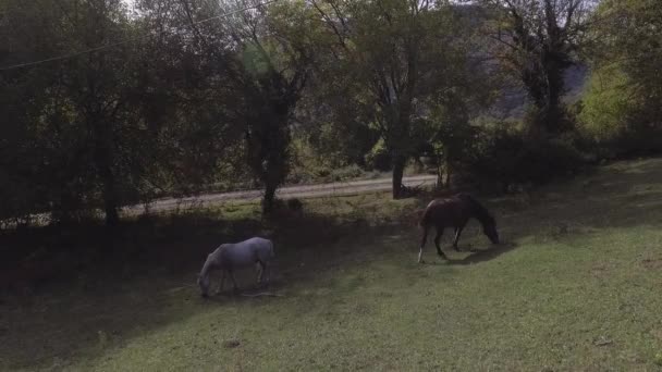 De beaux chevaux en bonne santé paissent librement dans un grand pâturage herbeux vert . — Video