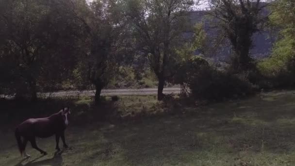 Drone montre de beaux chevaux paissent librement dans un grand pâturage vert herbeux . — Video