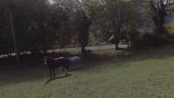 Drone montre de beaux chevaux paissent librement dans un grand pâturage vert herbeux .