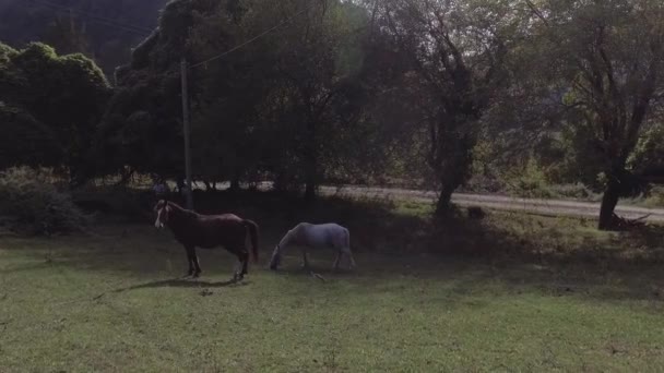 Drone, ukazuje nádherné koně jsou volně pasoucí se velké zelené travnaté pastviny. — Stock video