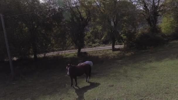 Grandes cavalos bonitos estão pastando livremente em grandes pastagens verdes na fazenda . — Vídeo de Stock